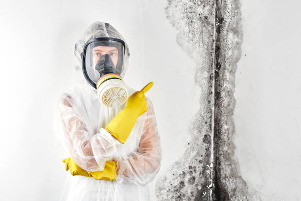 Reliable Broken Bow, NE Mold Removal Solutions